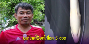 ปลาเผือก